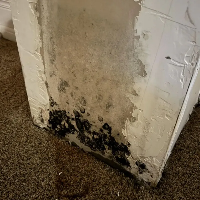 Professional Mold Removal in Quay County, NM